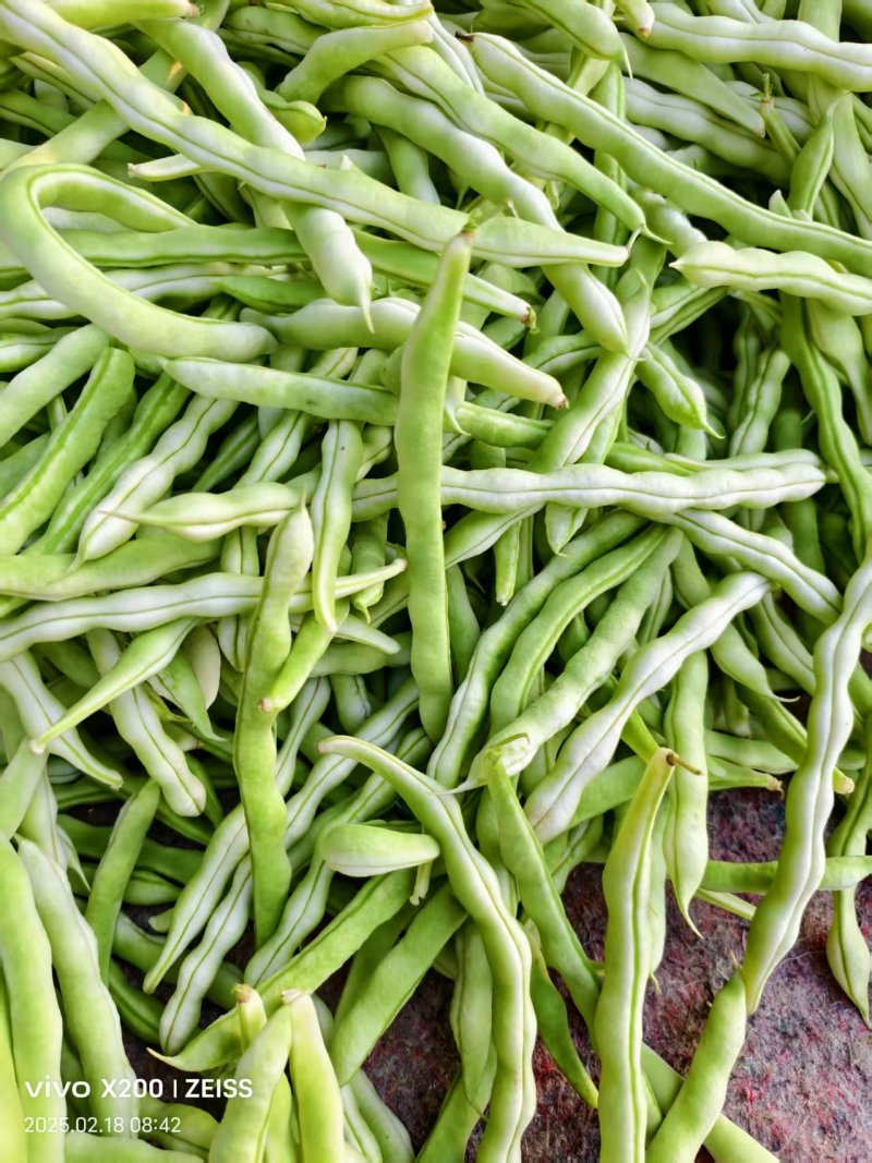 【诚信卖家】芸豆山东日照大量有货产地直发欢迎选购