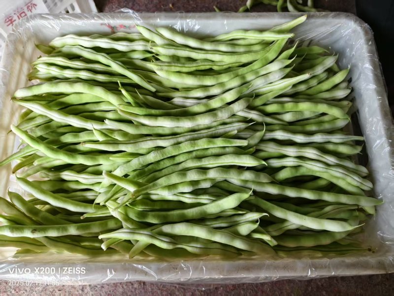 【诚信卖家】芸豆山东日照大量有货产地直发欢迎选购