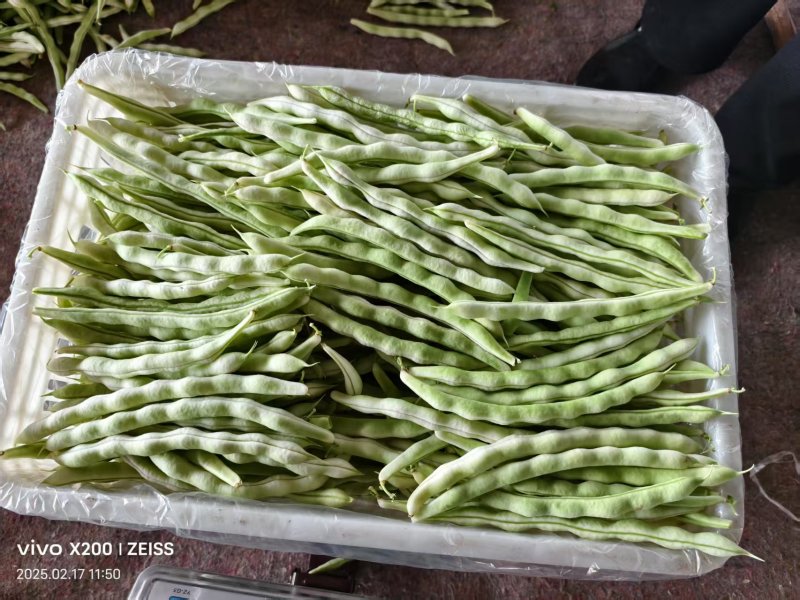 【诚信卖家】芸豆山东日照大量有货产地直发欢迎选购