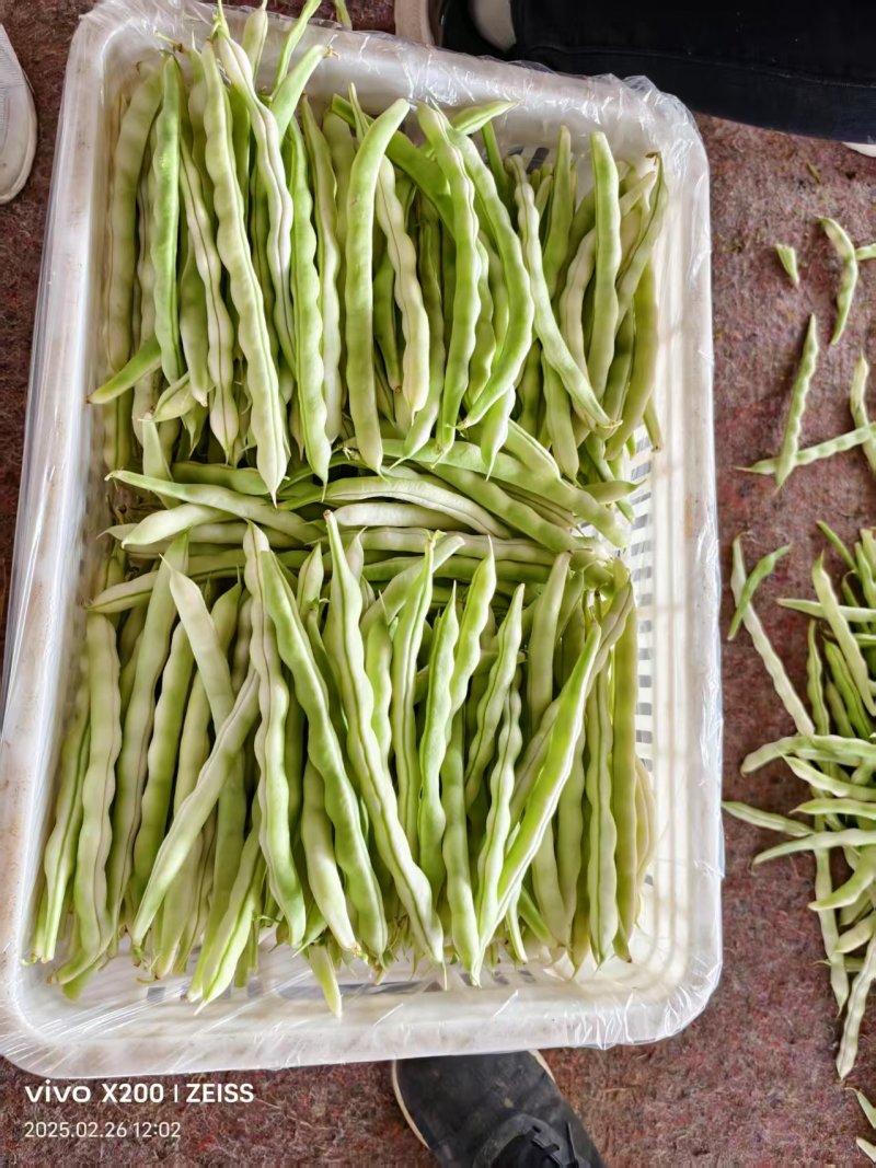 【诚信卖家】芸豆山东日照大量有货产地直发欢迎选购