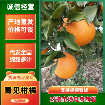 【牛商推荐】四川资阳青见柑桔优质货源品质保证欢迎选购