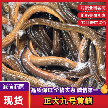 湖北黄鳝，稻田生态养殖自然生长一手货源品质优美，可开视频开货