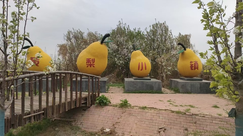 【晚秋黄梨】河北馆陶产地直发质量保证一手货源对接商超