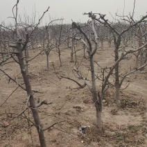 晚秋黄梨树苗河北邯郸基地直供质量保证成活率高欢迎订购