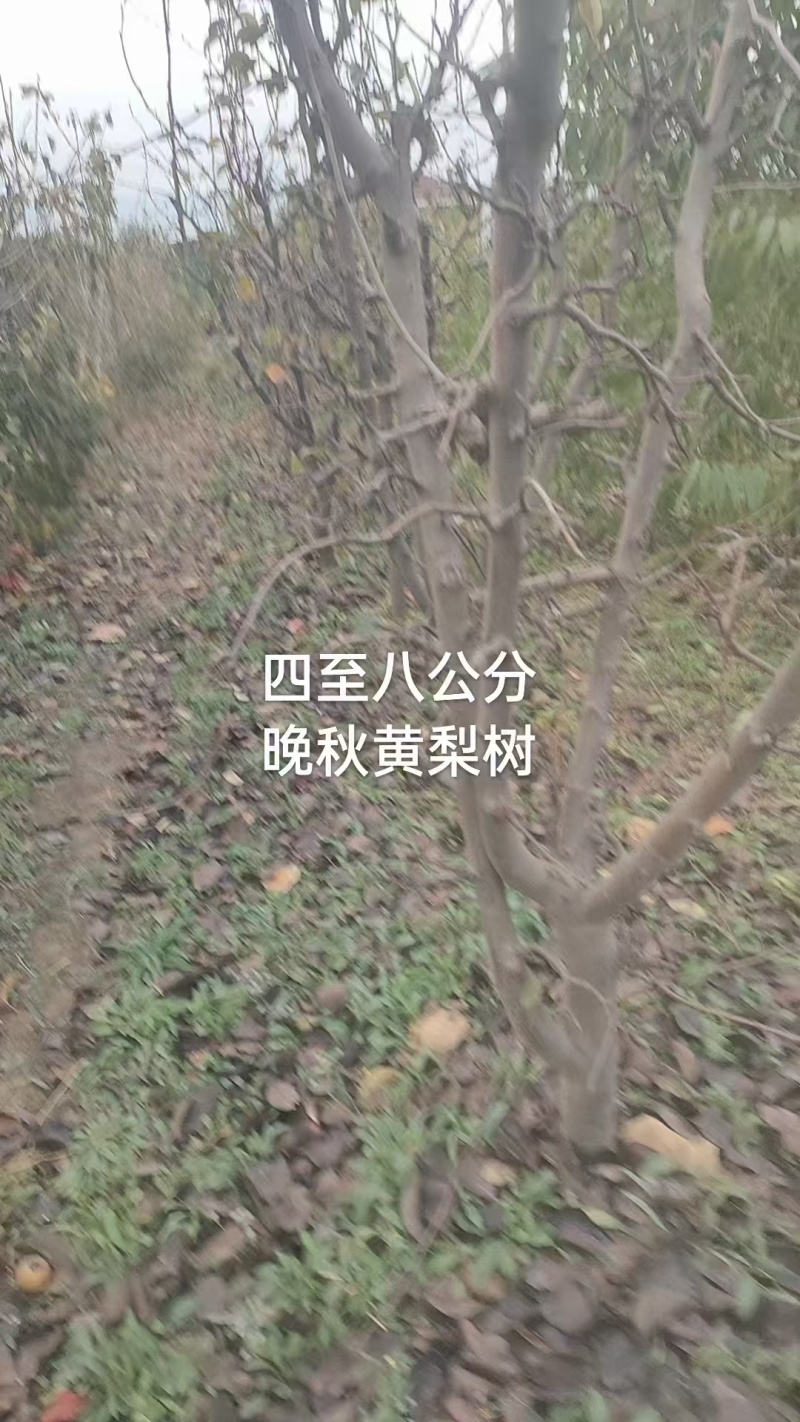 晚秋黄梨树苗河北邯郸基地直供质量保证成活率高欢迎订购