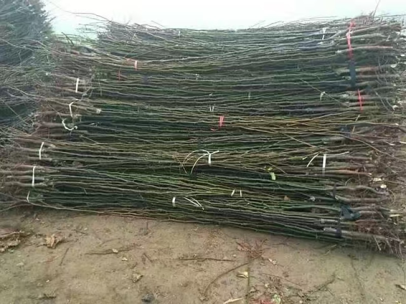 晚秋黄梨树苗河北邯郸基地直供质量保证成活率高欢迎订购