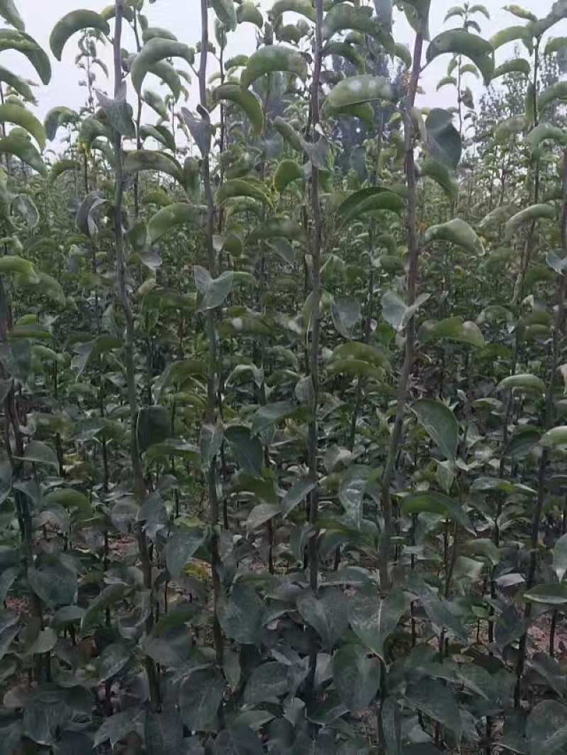 晚秋黄梨树苗河北邯郸基地直供质量保证成活率高欢迎订购