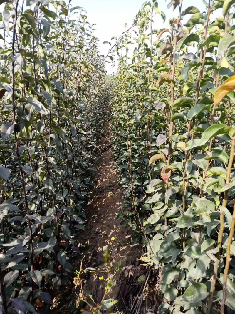 晚秋黄梨树苗河北邯郸基地直供质量保证成活率高欢迎订购