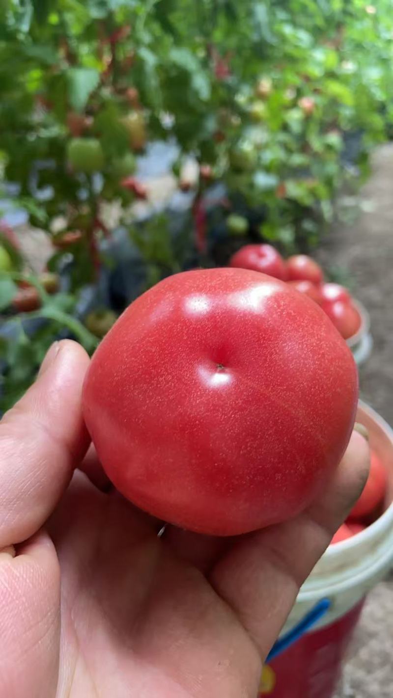 普罗旺斯西红柿产地直发，精品货好量大从优