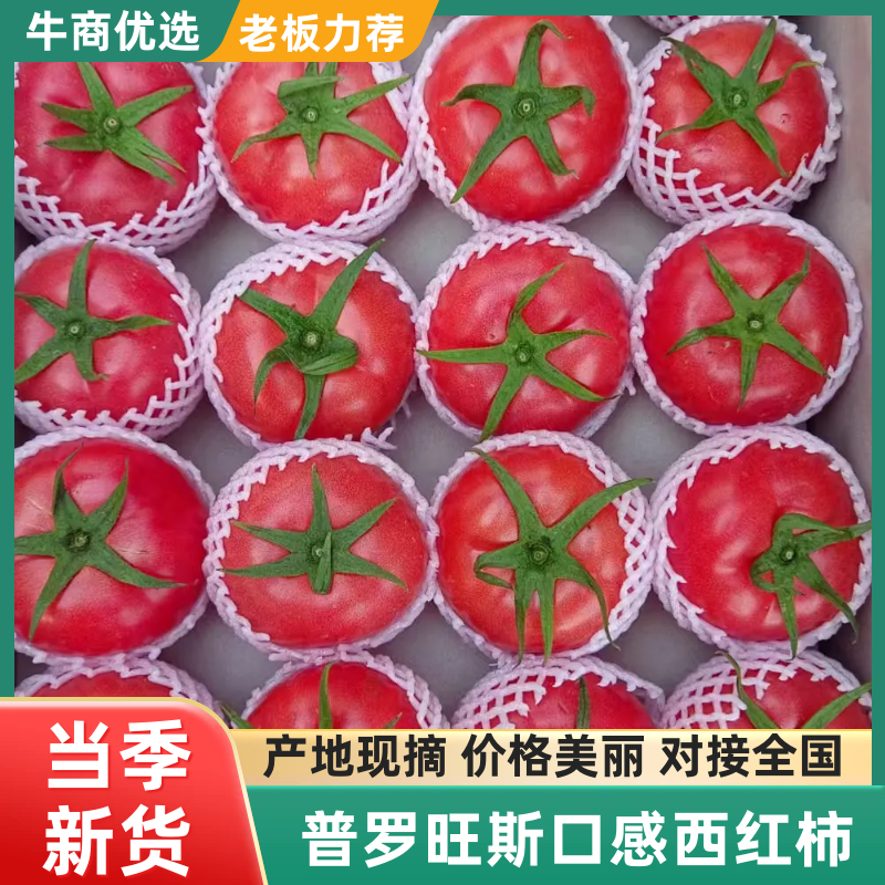 普罗旺斯口感西红柿
