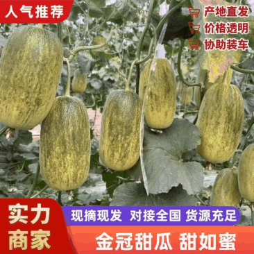 【新品种】金冠甜如蜜甜瓜糖度十七八个有场地有工人备货快运