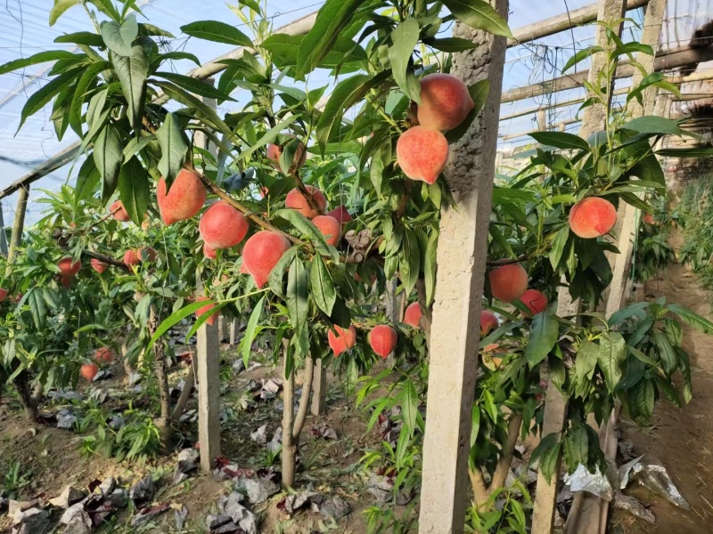 热卖中水蜜桃上市对接全国市场商超电商欢迎来电