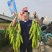 辣掌门187辣椒种子中早熟杂交一代粗长牛角椒种子