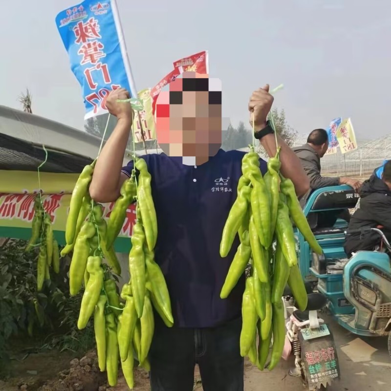辣掌门187辣椒种子中早熟杂交一代粗长牛角椒种子
