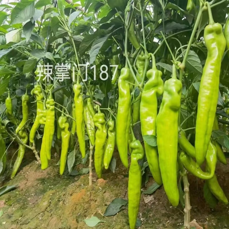 辣掌门187辣椒种子中早熟杂交一代粗长牛角椒种子