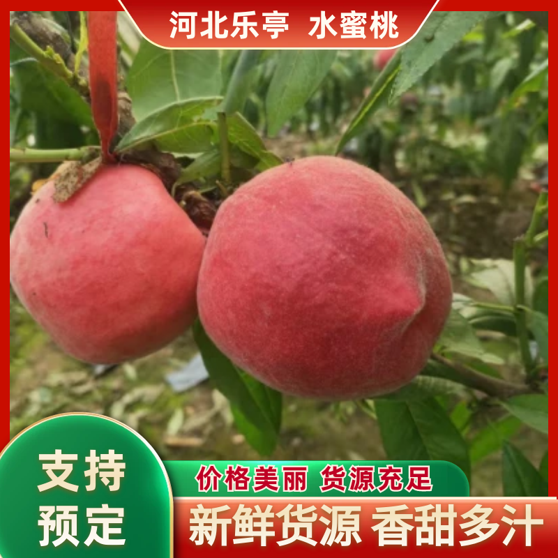 热卖中水蜜桃上市对接全国市场商超电商欢迎来电