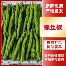 陕西定边县万亩蔬菜基地螺丝椒大量现货供应，有需要联系我