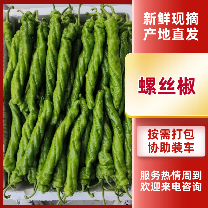 陕西定边县万亩蔬菜基地螺丝椒大量现货供应，有需要联系我