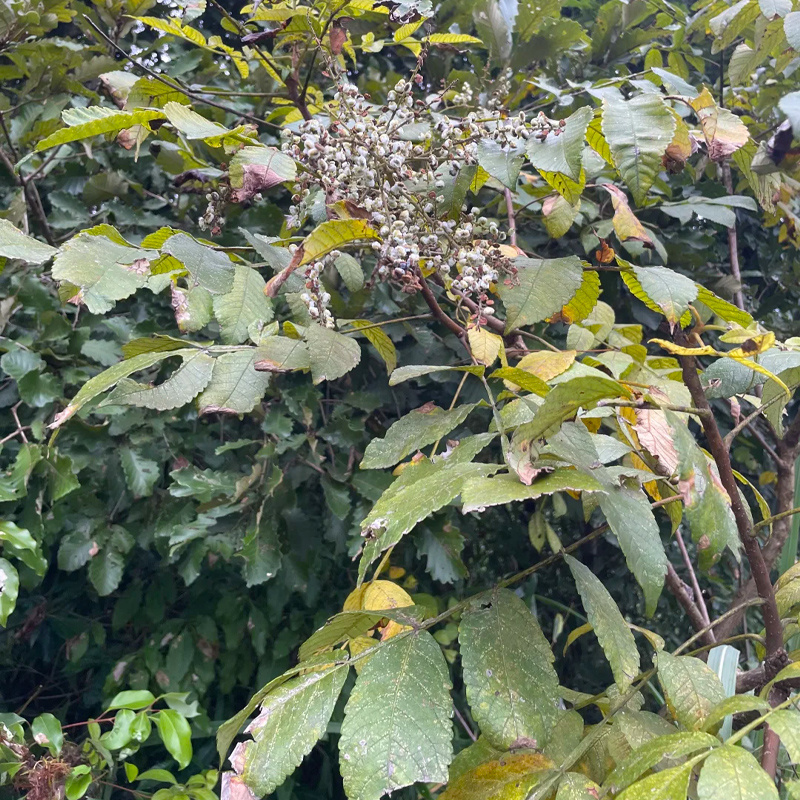 盐肤木种子护坡灌木种子蜜源树种子五倍子种子花木林木苗木种