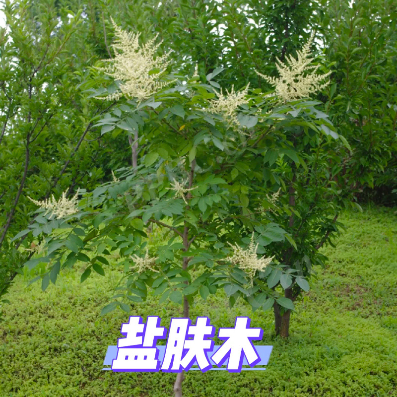 盐肤木种子护坡灌木种子蜜源树种子五倍子种子花木林木苗木种