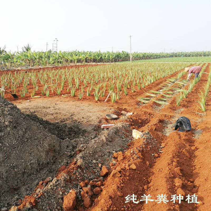 库拉索芦荟