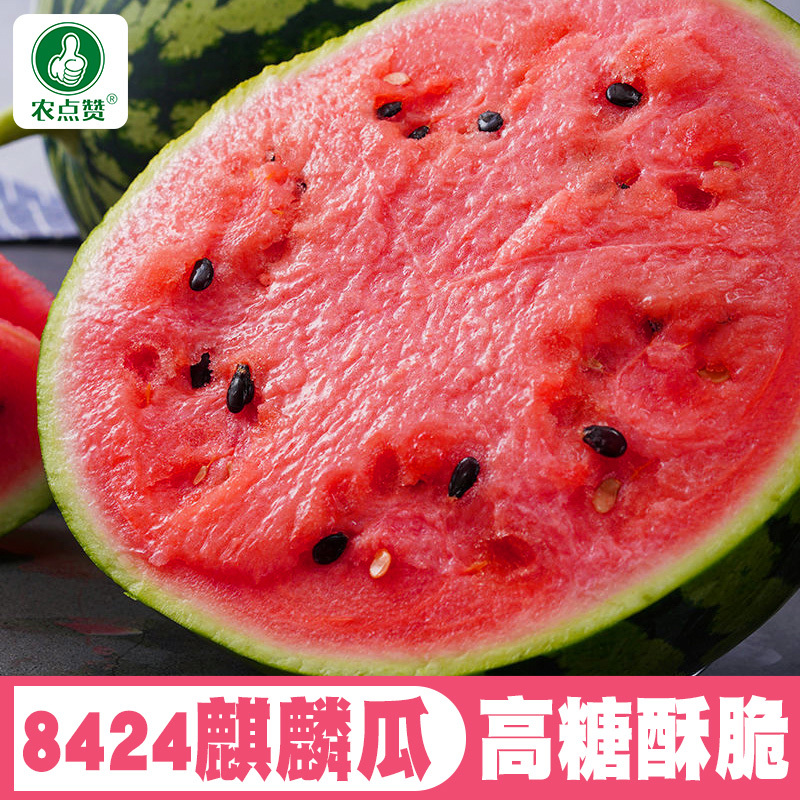 冰糖麒麟西瓜种子-早熟种抗病抗逆耐低温汁多味甜适应性强