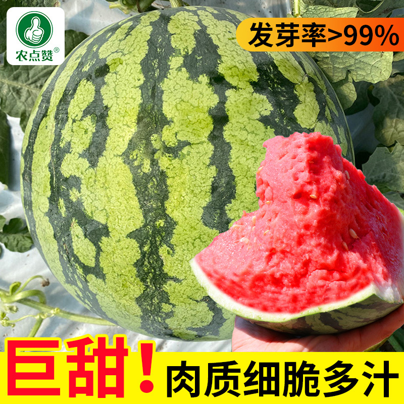 冰糖麒麟西瓜种子-早熟种抗病抗逆耐低温汁多味甜适应性强