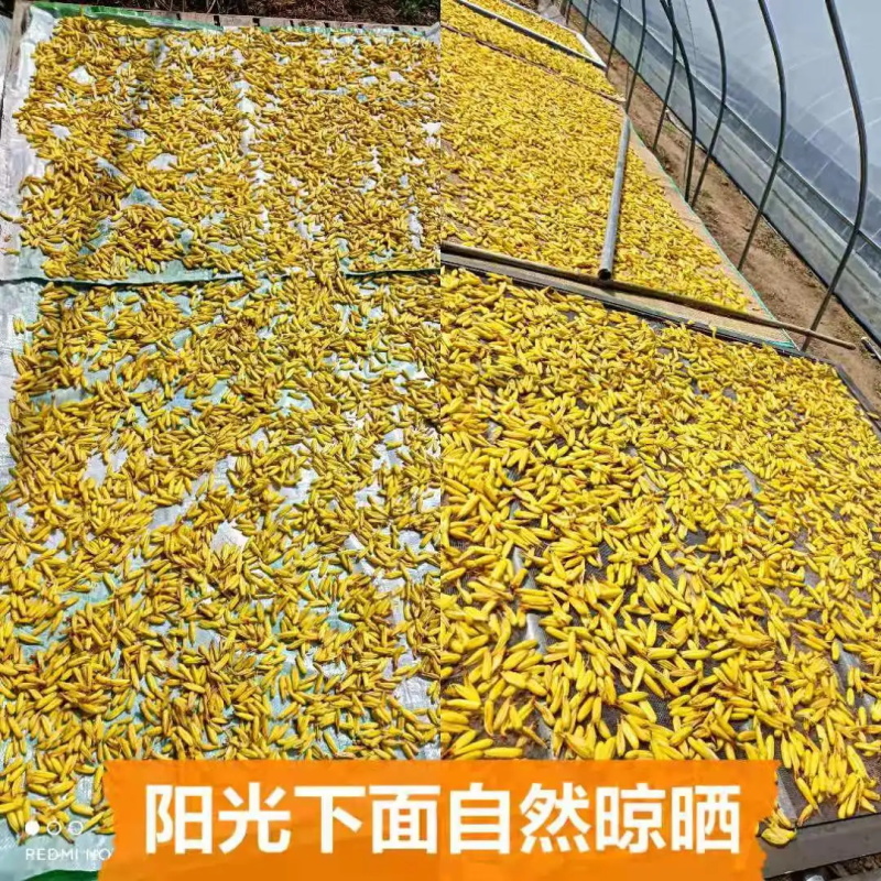 库拉索芦荟花