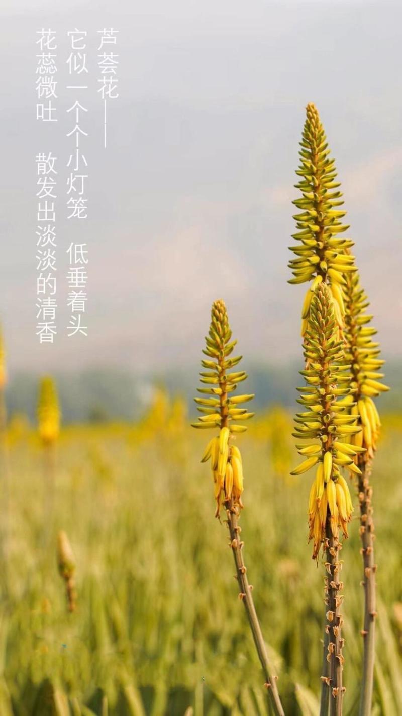 库拉索芦荟花