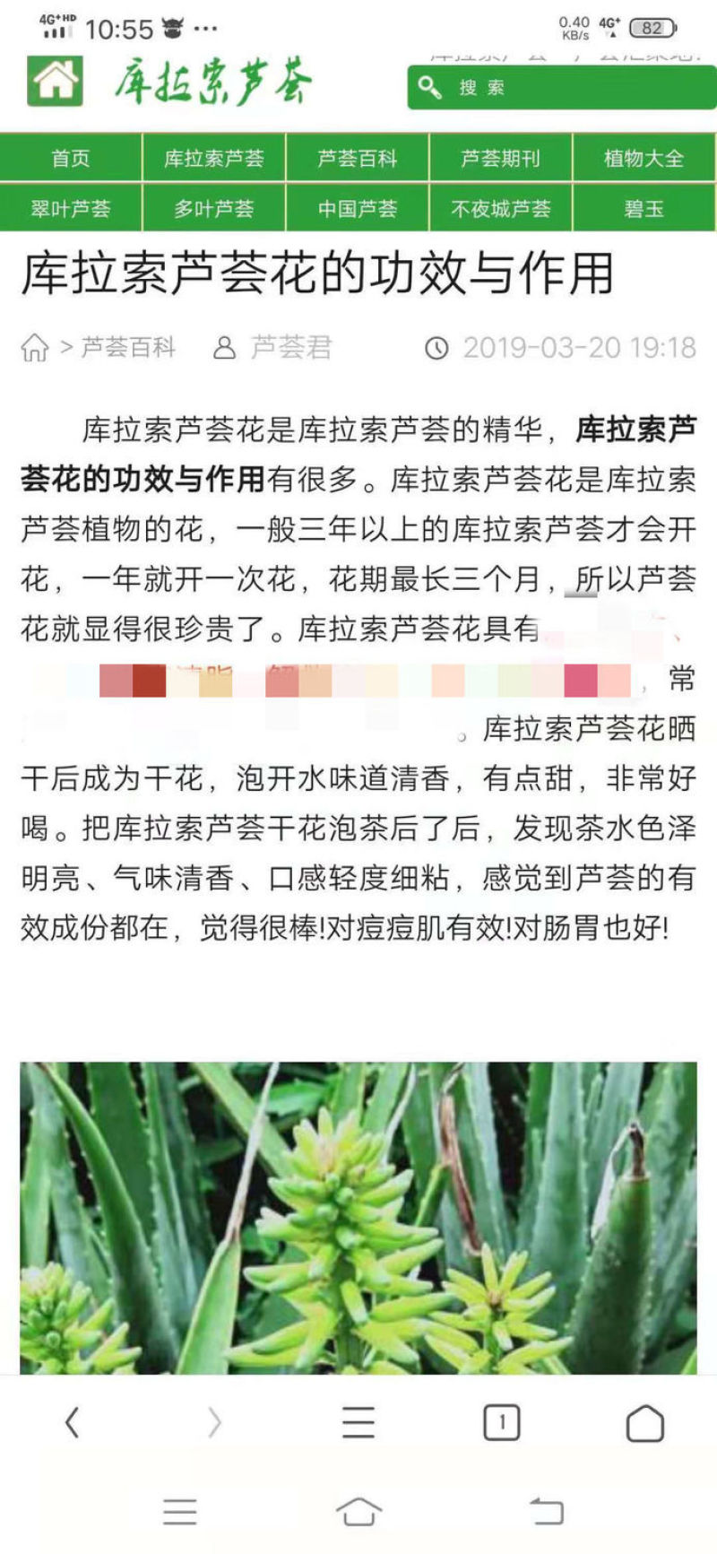 库拉索芦荟花