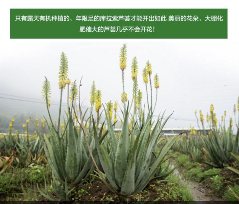 库拉索芦荟花