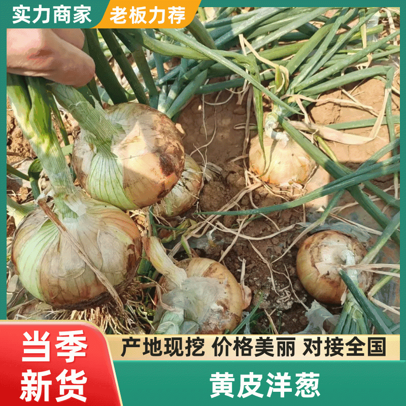 黄皮洋葱-辣味十足价格可商议产地直发可视频看货