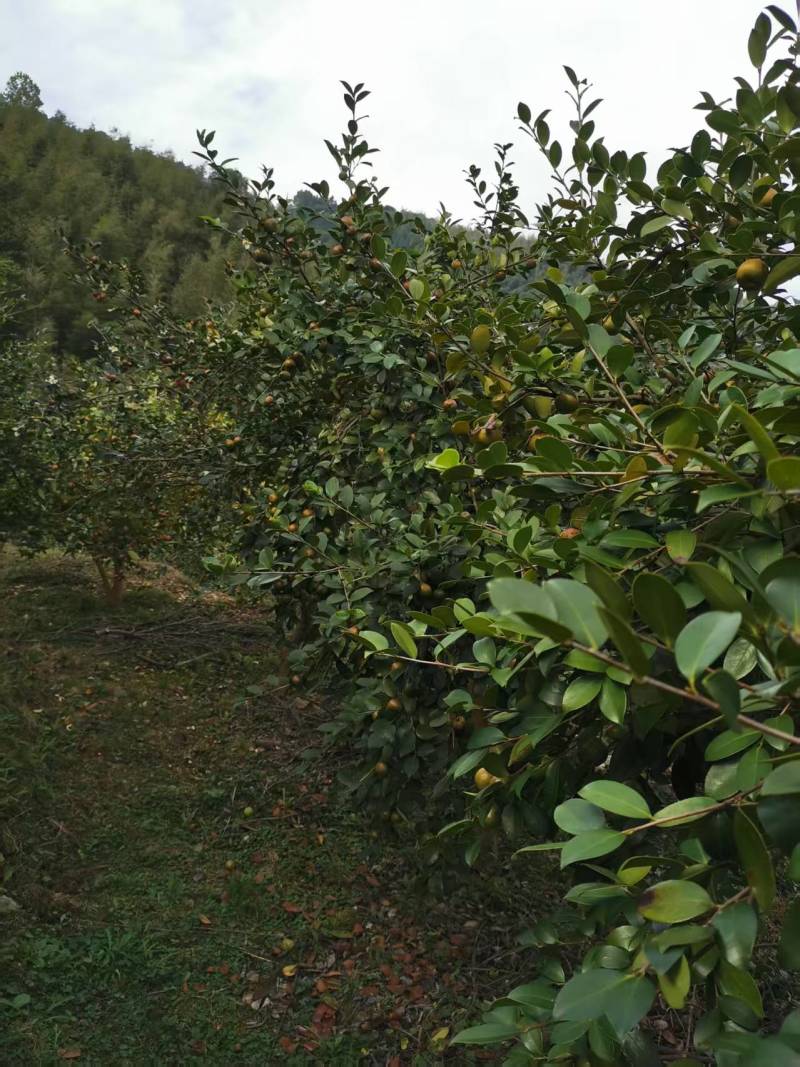 福建武夷山山茶油自产自销一手货源品质保证可视频看货