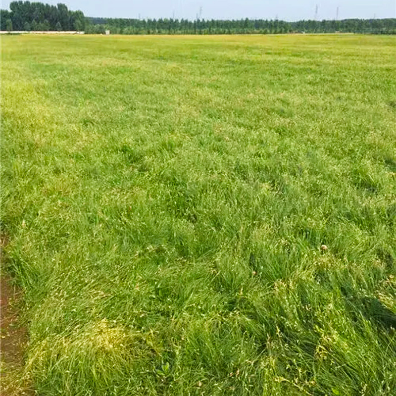 多年生野牛草籽绿化护坡耐旱耐践踏耐寒矮生野牛草种子四季青