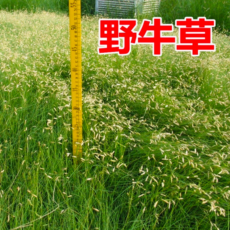 多年生野牛草籽绿化护坡耐旱耐践踏耐寒矮生野牛草种子四季青