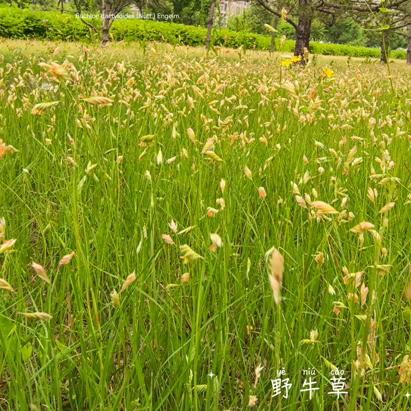 多年生野牛草籽绿化护坡耐旱耐践踏耐寒矮生野牛草种子四季青