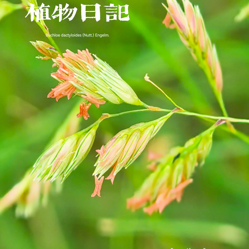 多年生野牛草籽绿化护坡耐旱耐践踏耐寒矮生野牛草种子四季青