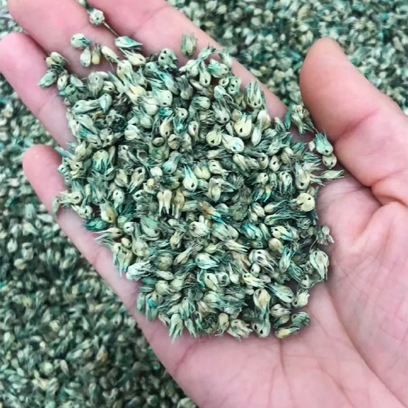 多年生野牛草籽绿化护坡耐旱耐践踏耐寒矮生野牛草种子四季青