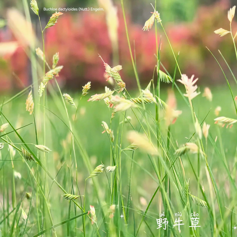 多年生野牛草籽绿化护坡耐旱耐践踏耐寒矮生野牛草种子四季青
