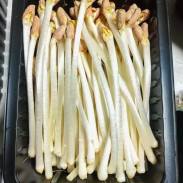 花生芽苗菜粗细均匀美味可口源头厂家