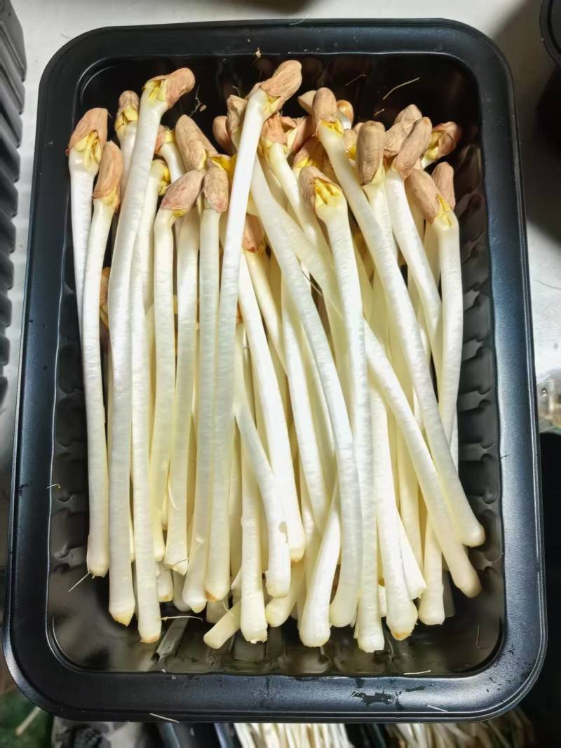 花生芽苗菜粗细均匀美味可口源头厂家