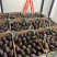 餐饮、茶饮用即食牛油果Avocados