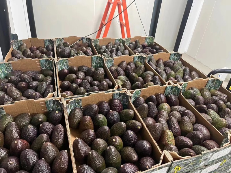 餐饮、茶饮用即食牛油果Avocados