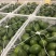 餐饮、茶饮用即食牛油果Avocados