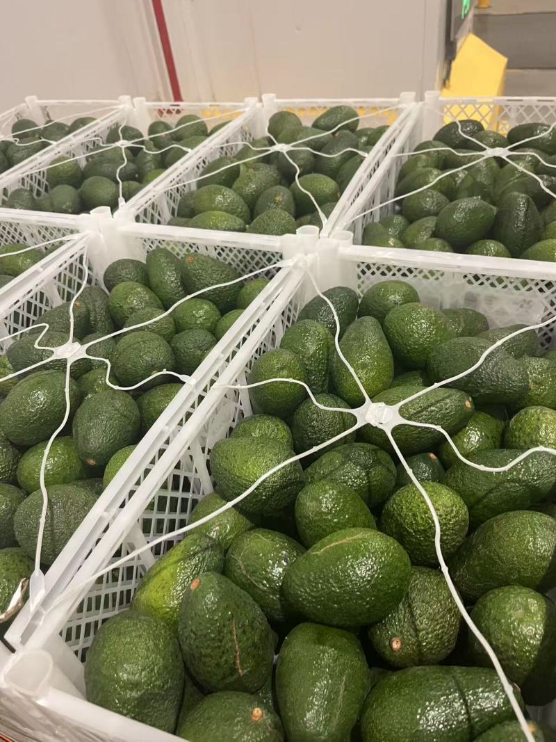 餐饮、茶饮用即食牛油果Avocados