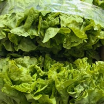 意大利生菜产地直销量大质优价格优惠欢迎各大老板采购