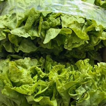 意大利生菜产地直销量大质优价格优惠欢迎各大老板采购