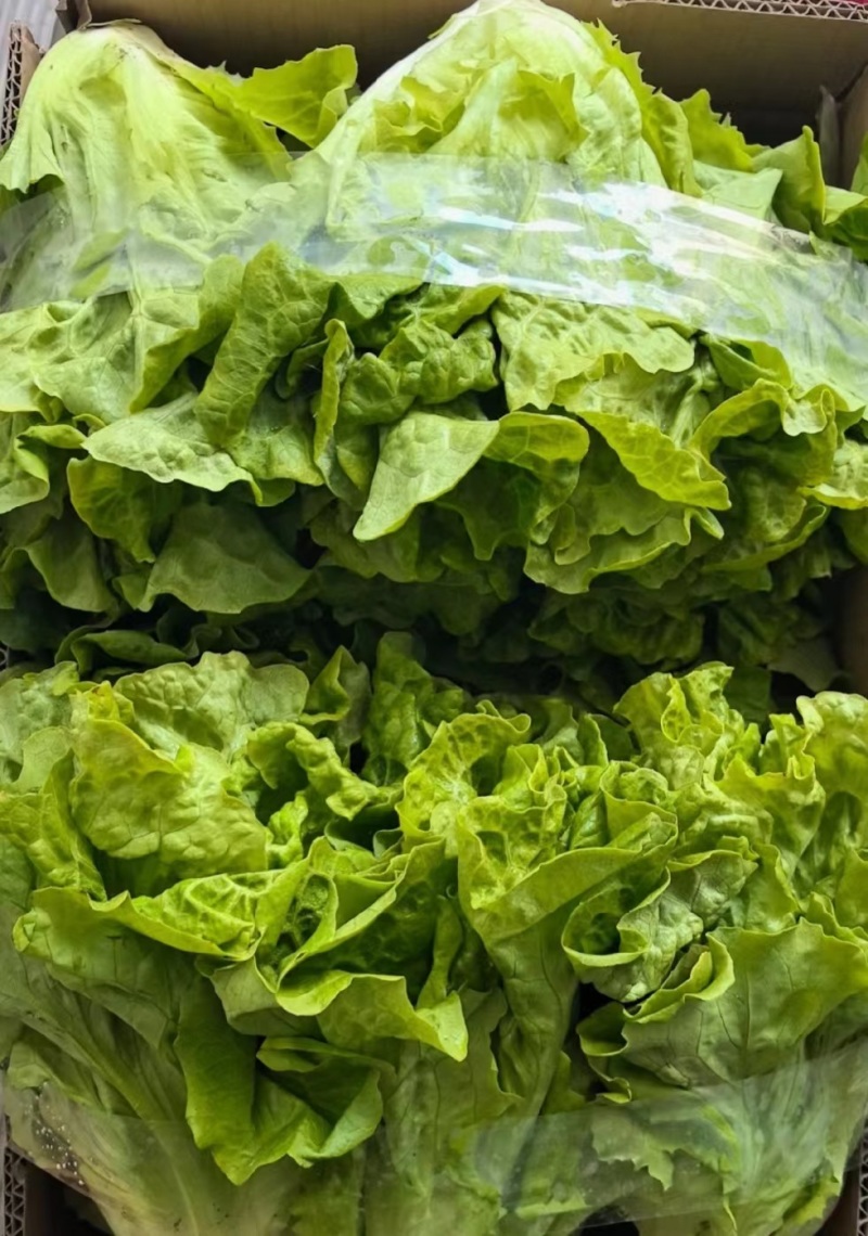 意大利生菜产地直销量大质优价格优惠欢迎各大老板采购