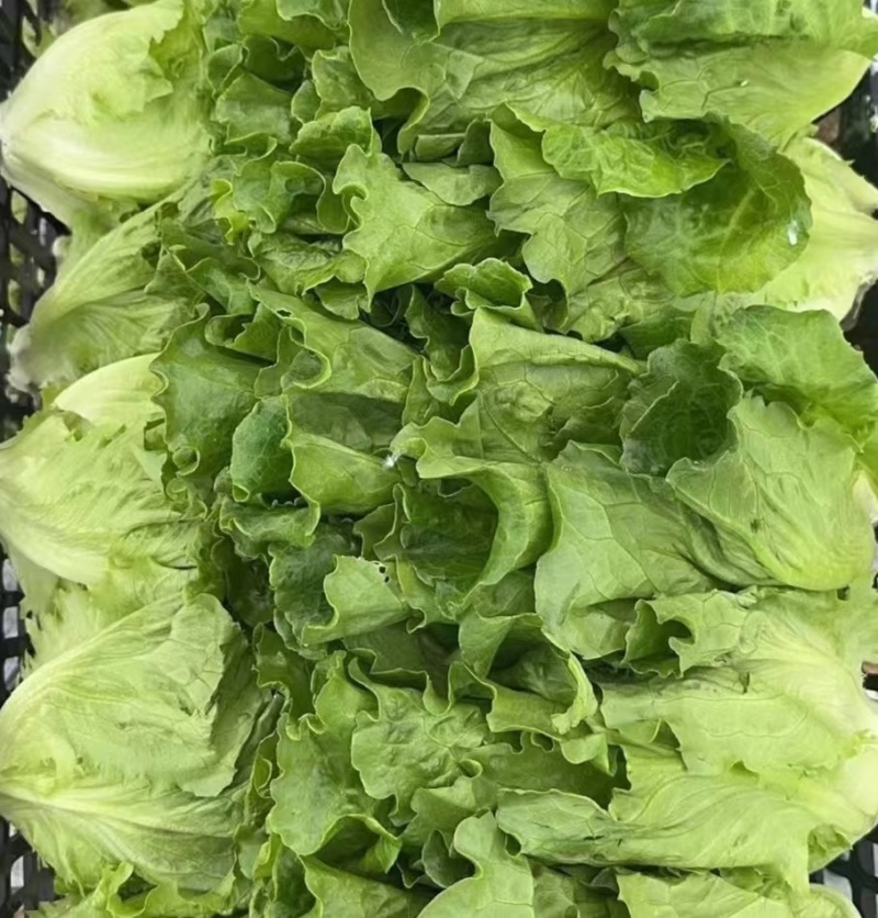 意大利生菜产地直销量大质优价格优惠欢迎各大老板采购