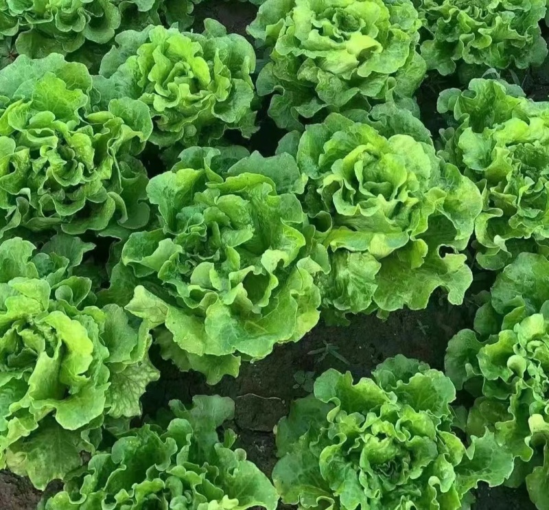 意大利生菜产地直销量大质优价格优惠欢迎各大老板采购